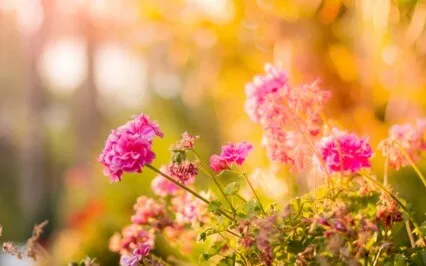 Relieve Stress Through Peaceful Nature
