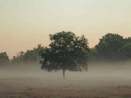 Relinquish & Remember: A Healing Non-Dual Meditation