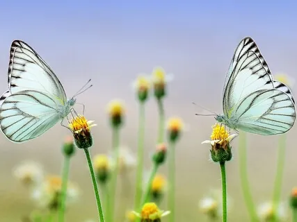 Remember Who You Are - Course In Miracles