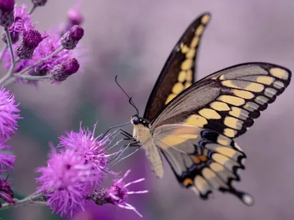 Remember, You Are Spirit