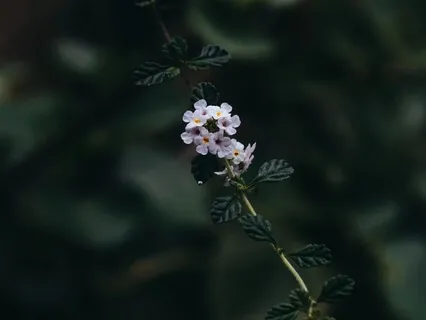 Remember Your Divinity