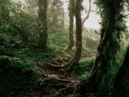 Remembering Neverland