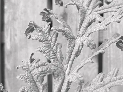 Remembering Resilience To Reinforce It