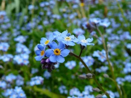 Remembering The Connection - May 24