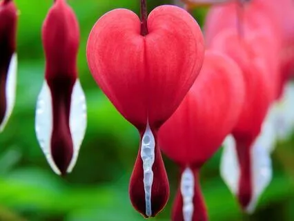 Remembering The Frequency Of Love: Awaken The Code Within