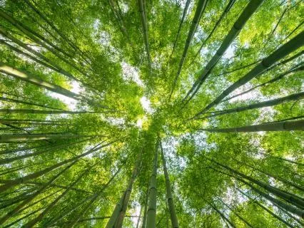 Remembering Your Why