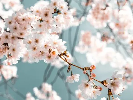 Remembrance - For Seeing Your Good Memory