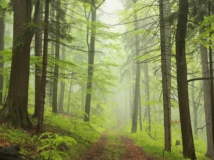 Remembrance - A Meditative Instrumental of Native flute.