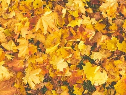 Remove All Negative Energy From Mind & Body [417Hz Music]