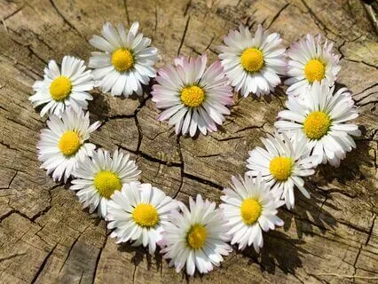 Renewal And Self-Healing Meditation