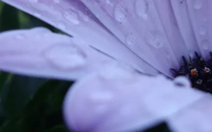 Renewal Visualization