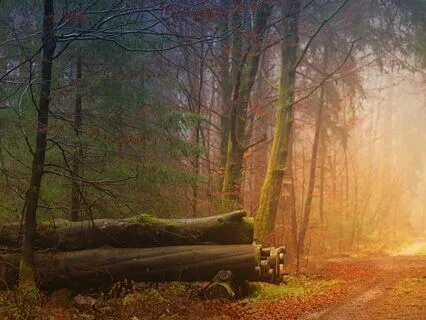 Renewed Calm Within With 174 Hz