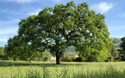 Renewing Energy (432 Hz Binaural) Meditation