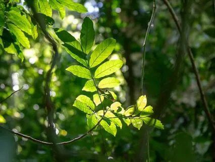 Repair Of Friendship