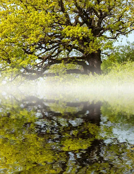 Repairs DNA And Provides Miracles (528 Hz) Solfeggio Scale