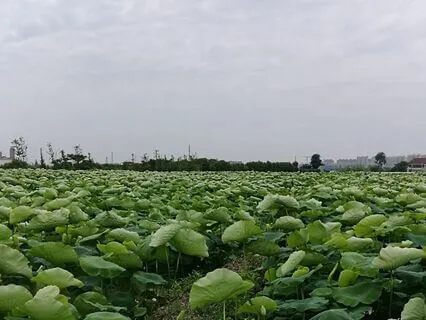 05|02 Replacement Soundscapes : Summer : Day