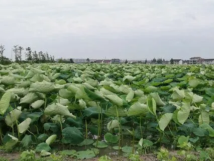 05|03 Replacement Soundscapes : Summer : Day