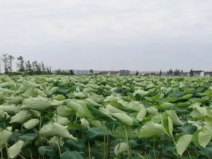 05|04 Replacement Soundscapes : Summer : Day