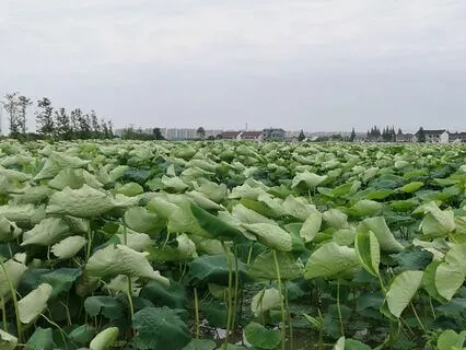 05|06 Replacement Soundscapes : Summer : Day