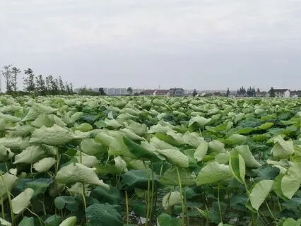 05|07 Replacement Soundscapes : Summer : Day