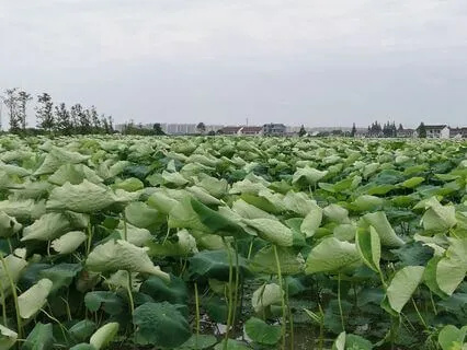 05|09 Replacement Soundscapes : Summer : Day