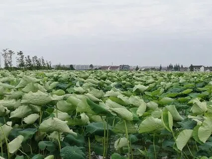 05|10 Replacement Soundscapes : Summer : Day