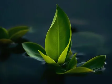 Replenish: A Morning Meditation