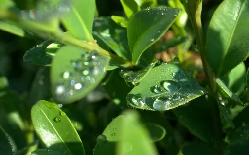 Replenish - Meditation Music - After The Rain