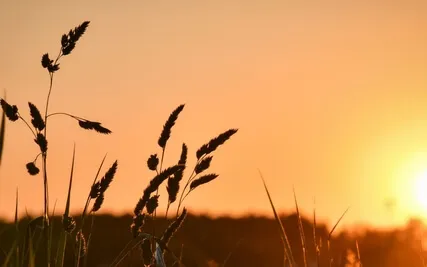 Replenish - Violin & Shruti Music (Long Version)