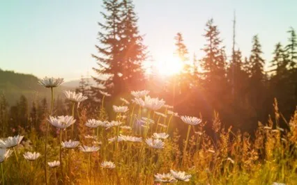 Replenish: Violin & Shruti Music (Short Version)