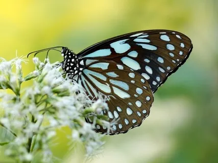 Reprogram A Limiting Belief