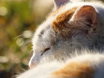 Reprogram Your Mind For Love While You Sleep