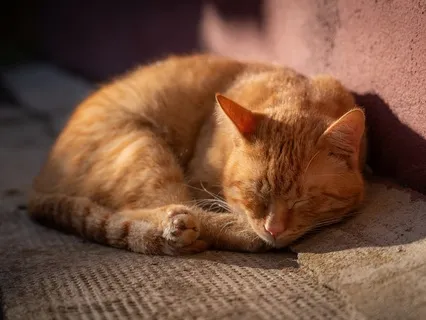 Reprogram Your Mind For Wealth & Abundance While You Sleep