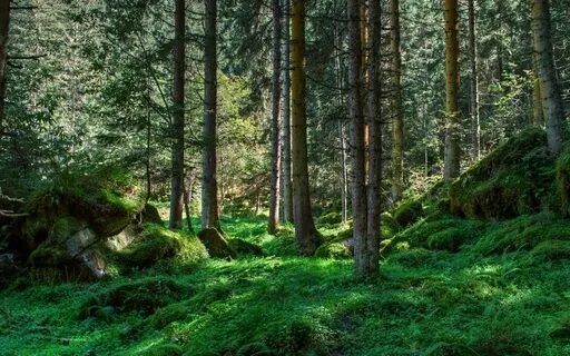 Reprogramming For Strength And Harmony