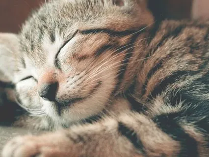 Rest And Restore Theta Healing Meditation