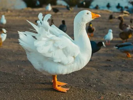Reservoir Ambience - Ducks, Geese, Birds & Water