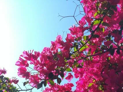 Reservoir Frogs Live: Nature's Sounds Of Joy