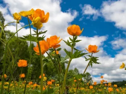 Reset: 30 Minute Breathwork Practice