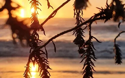 Reset And Open A Higher Energy Frequency - Feminine Heart 