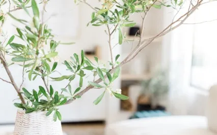 Reset And Recenter Meditation