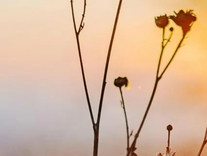 Reset & Breathe: A Gentle, Guided Return To Stillness