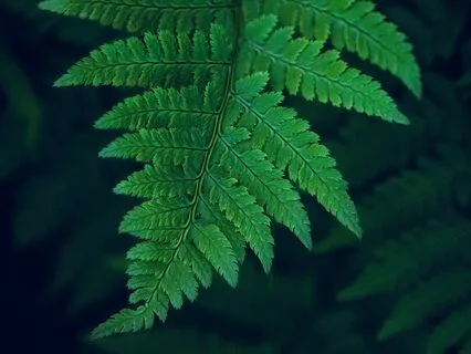 Reset Fast | Deep Relaxation With Beta Waves