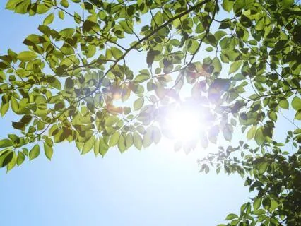 Reset Your Day With Sunshine