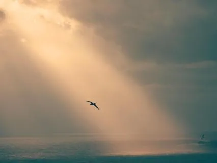 Reset Your Stress Response:Guided Nervous System Healing