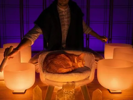 Reset Your Vagus Nerve For Sleep