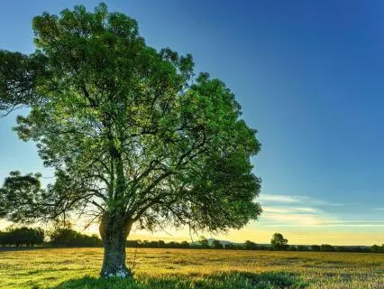 Resilience And Inner Strength | Morning Meditation