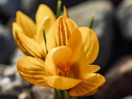 Resilience Begins At The Root