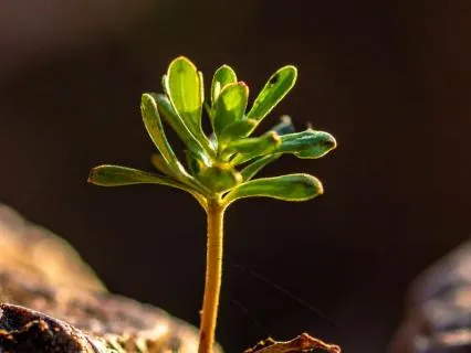 Resilience - I Grow Even Here