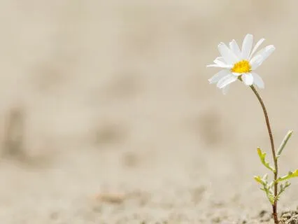 Resilience Meditation