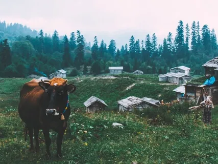 Resilience Practice - Cowshed Meditation